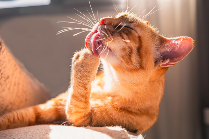 почему у кошек на самом деле такой шершавый и грубый язык