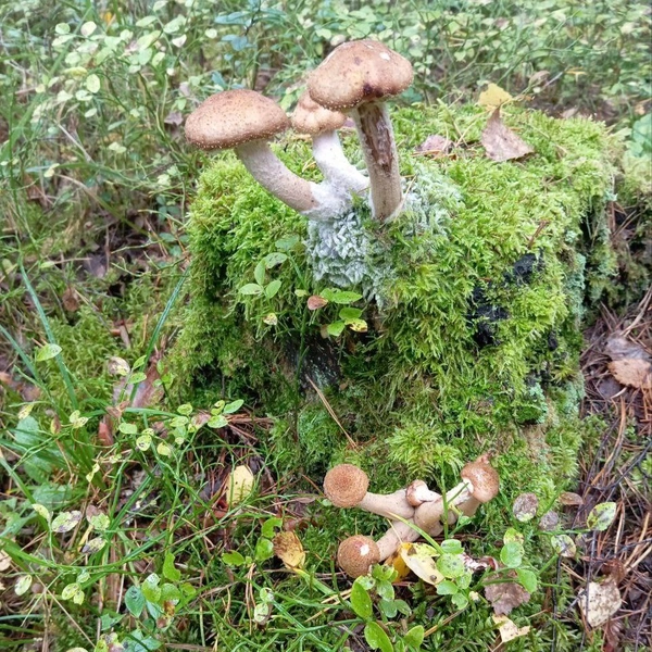 Источник: «Грибы и грибники Екатеринбурга и Свердловской области» / Vk.com