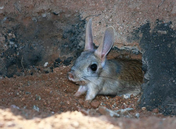 Тушканчик-прыгун (Allactaga sibirica) | Источник: konstantin_mikhailov, CC BY-NC 4.0, via iNaturalist.org