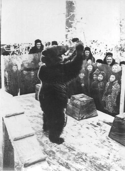 Мишка выступает | Источник: История Перми / vk.com