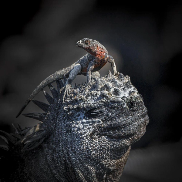 Источник: John Seager / World Nature Photography Awards 2024