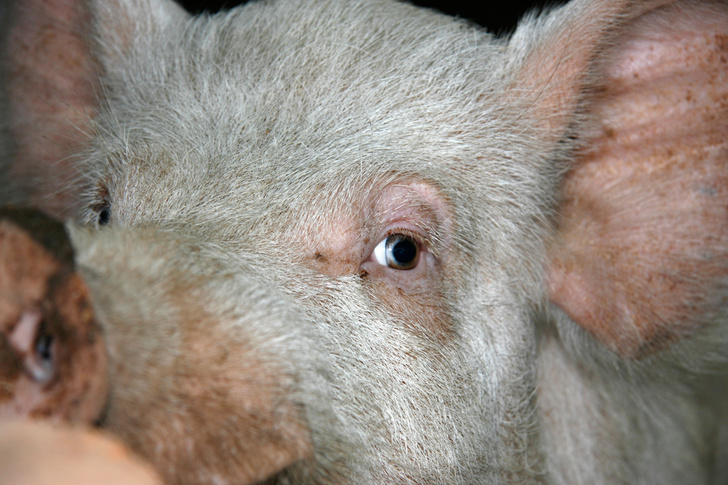 «Человеческого материала не хватает»: 14 людям вернули зрение с помощью свиной роговицы
