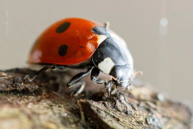 Жуки-убийцы переехали в Удельный парк из магазина | Источник: Антон Кубышкин / «Грибы и Грибники СПб»