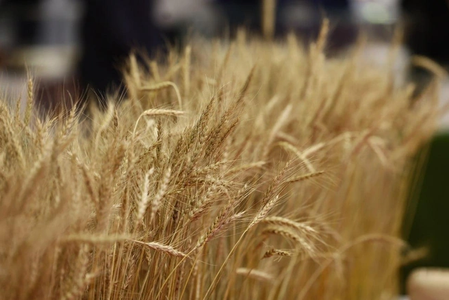 Южный Урал закрывает потребности южноуральцев и экспортирует зерновые в Казахстан, Китай, страны Персидского залива и другие | Источник: пресс-служба правительства Челябинской области