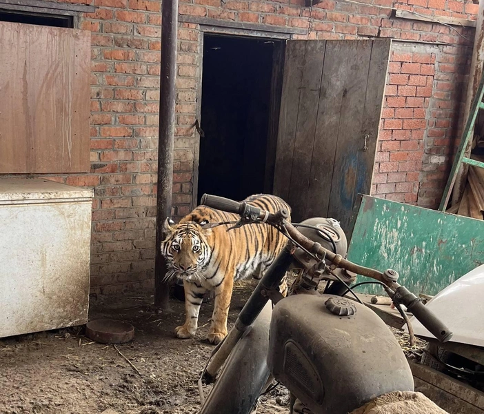 В сарае у россиянина 3 года жила тигрица. При попытке изъять «питомца» мужчина начал ее избивать