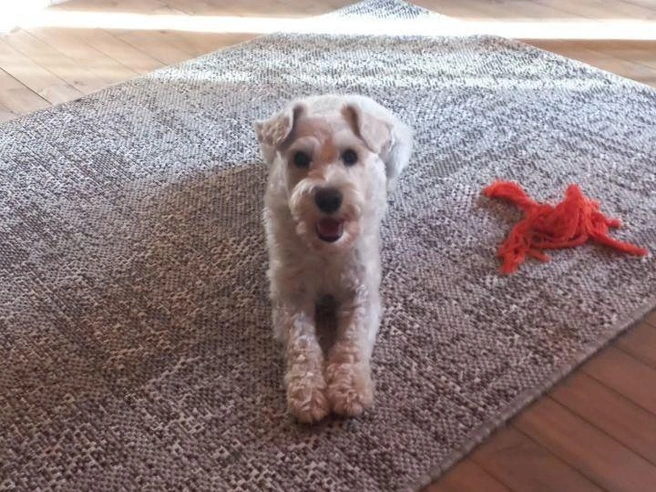 Собака Оксаны начинает выть, если слышит сирену | Источник: читательница НГС