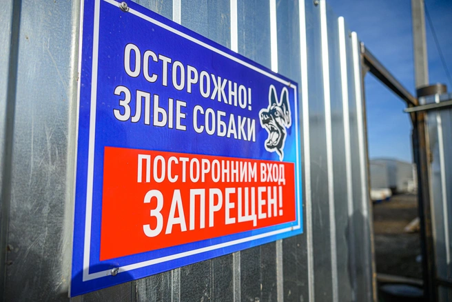 Четырехлетний мальчик пострадал от укусов собаки на пляже под Петербургом. В СК возбудили дело | Источник: Олег Фёдоров / CHITA.RU
