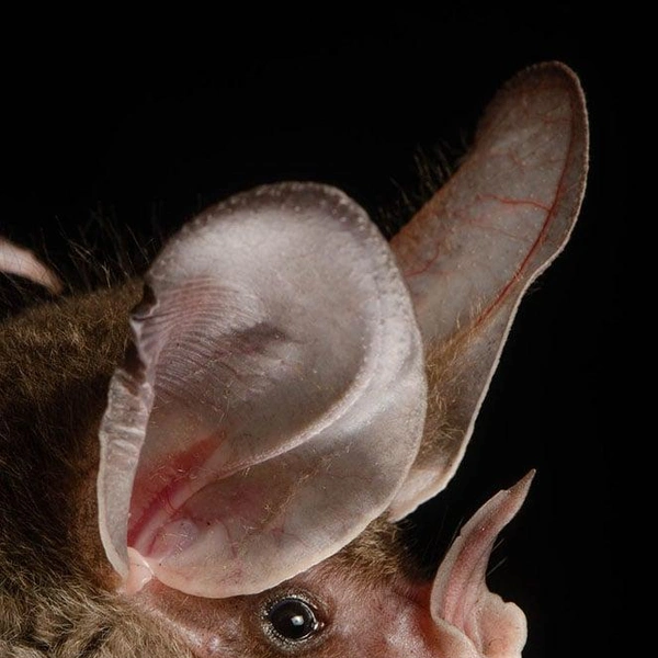 Длинноволосый ложный вампир (Chrotopterus auritus) | Источник: José Gabriel Martínez-Fonseca via PetaPixel