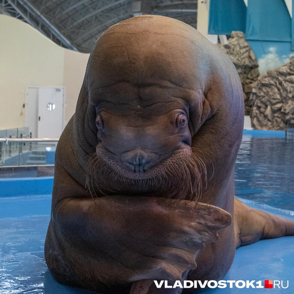 Источник: Елена Буйвол / VLADIVOSTOK1.RU