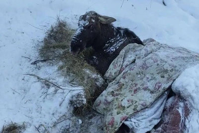 Лося спасают после падения в пруд в Ярославской области