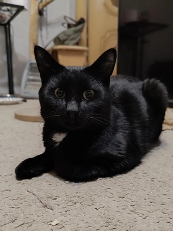 Это Гоша | Источник: Анна Костромитинова