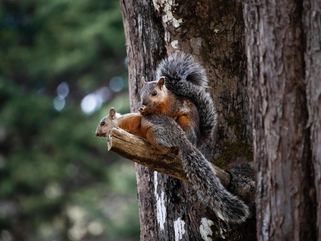 В день Михаила Соломенного смотрели на белок, чтобы предсказать погоду на зиму | Источник: wirestock / Ru.freepik.com