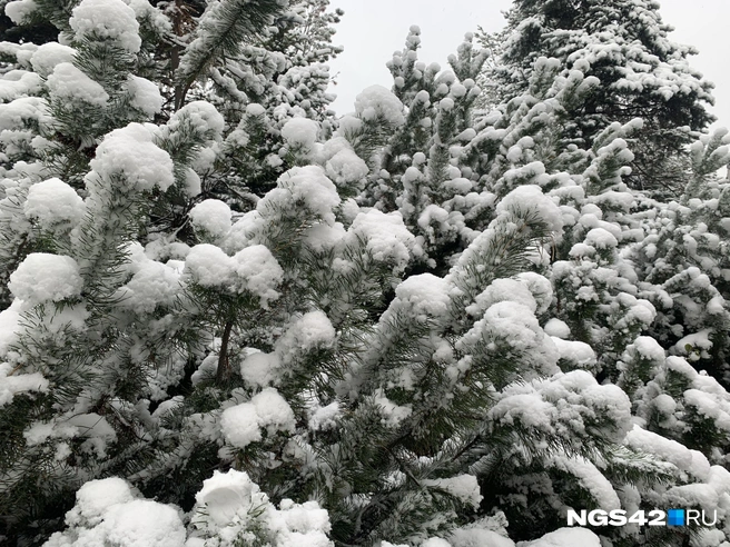 Особенно чудесно выглядят ветви елей, покрытые белыми шапками снега | Источник: Татьяна Ирискина / NGS42.RU
