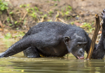 Освоили навык за неделю: шимпанзе-иммигрантка научила сородичей копать колодцы