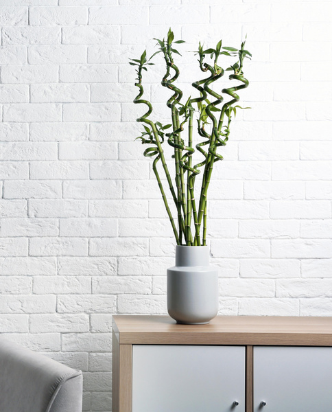 Принесут удачу: эти три комнатных растения должны быть в вашей квартире в 2023 году