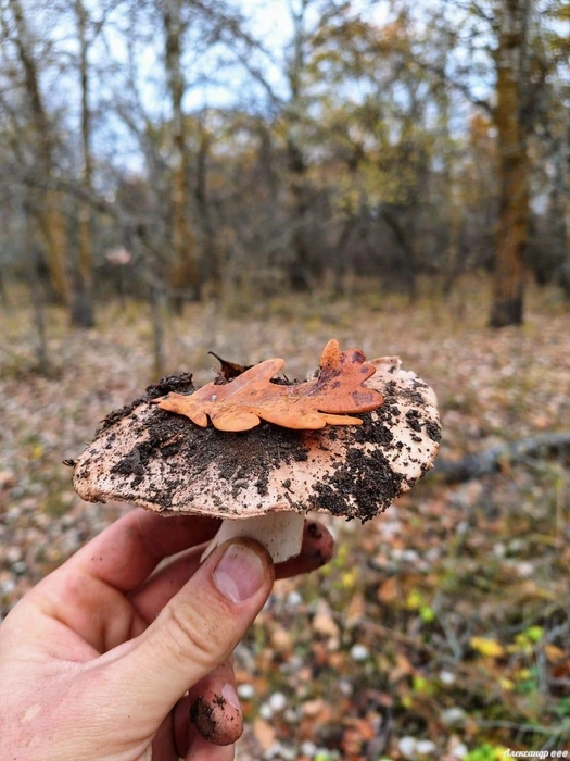 Источник: Читатель V1.RU Александр