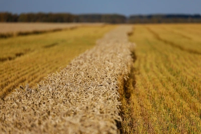 Национализированного зернотрейдера выставили на продажу