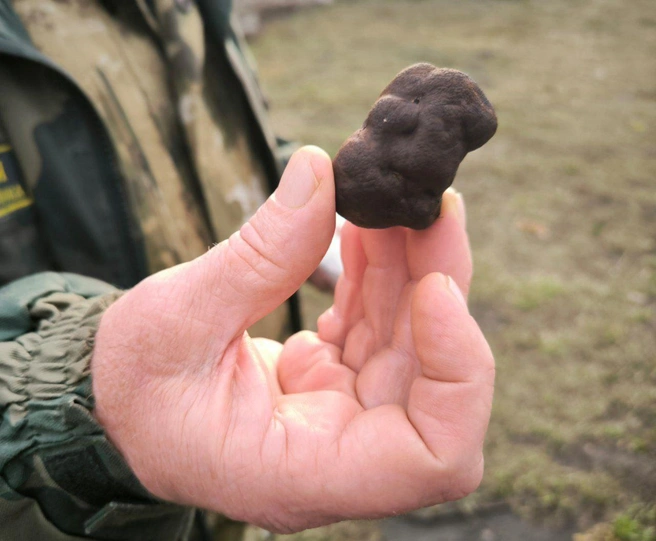 Трюфель | Источник: Максим Калядин / Telegram