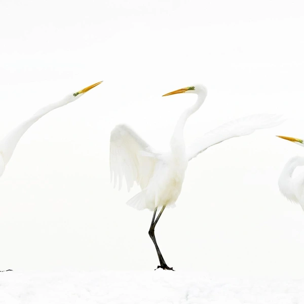 «К барьеру!» | Источник: Bence Maté / Nature Photographer of the Year 2018