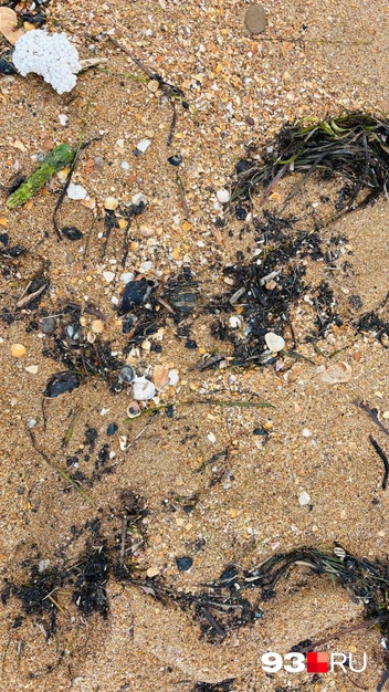 Замазученные водоросли на пляжах вблизи Анапы | Источник: Никита Зырянов / 93.RU