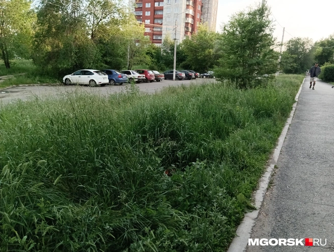 Кое-где газоны выглядят так | Источник: Полина Котышева / MGORSK.RU