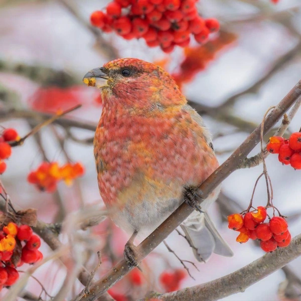 Источник: Параскева-в-шпинатах / Телеграм