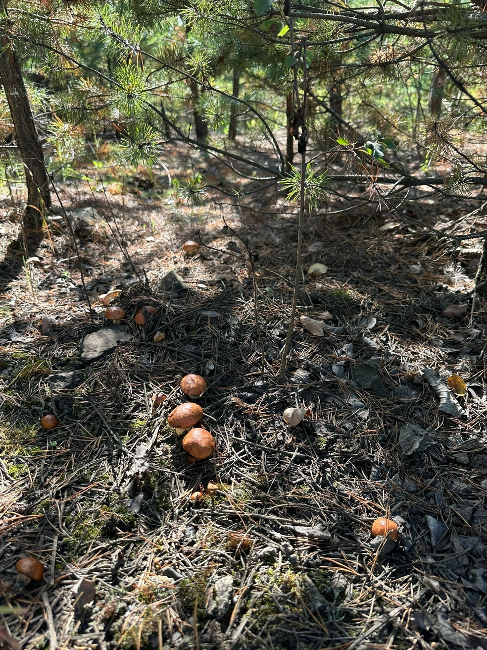 Фото сделано в Сысертском районе | Источник: Анастасия Саловарова / «Грибы и грибники Екатеринбурга и Свердловской области» / Vk.com