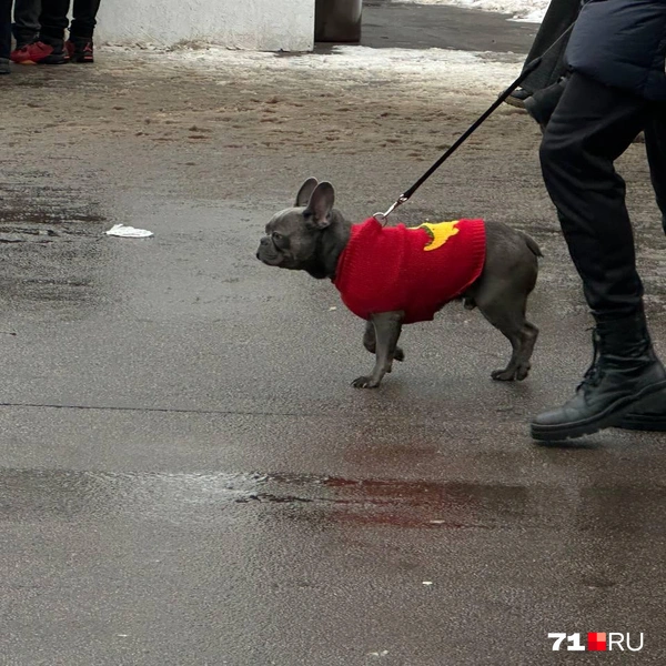 Почти все питомцы были породистыми. Вот это, например, французский бульдог | Источник: Виктория Денисова / 71.RU