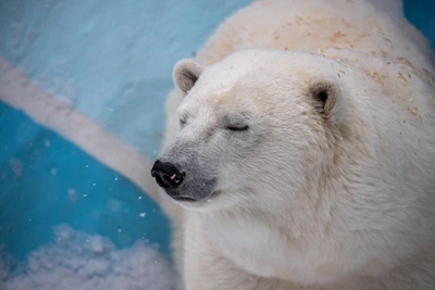 Почему вольер медведицы Герды обнесли лентой в Новосибирске