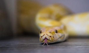 Один ответ на 17 бед: от укусов змей изобрели универсальное противоядие