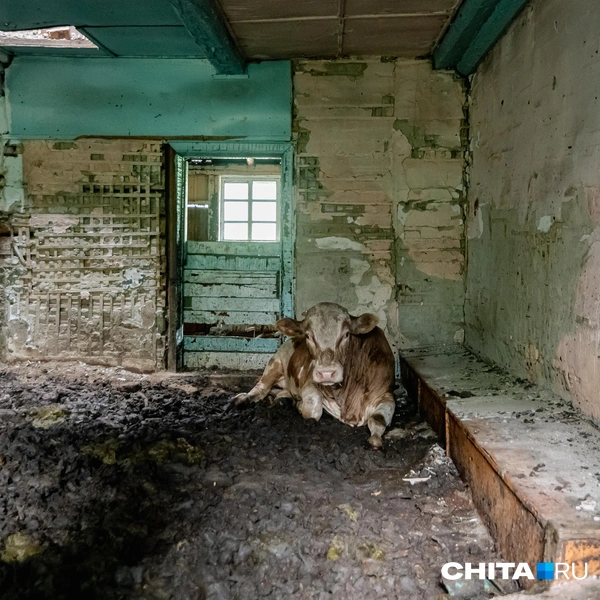 Источник: Олег Фёдоров / CHITA.RU
