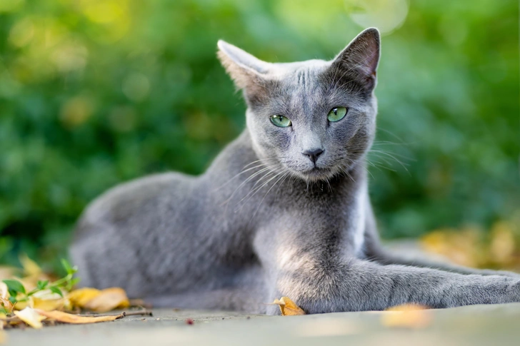 Русская голубая кошка | Источник: Shutterstock/Fotodom.ru
