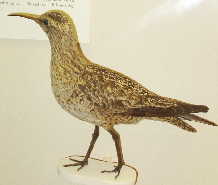 Чучело эскимосского кроншнепа (Numenius borealis) | Источник: Daderot, Public domain, via Wikimedia Commons
