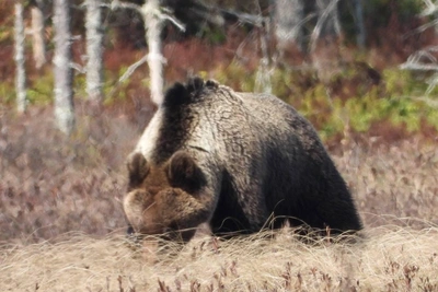 Медведи Ленобласти повадились на болота за прошлогодней клюквой