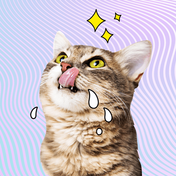 Няшность зашкаливает: 20 фото котиков из Эрмитажа, которые поднимут тебе настроение