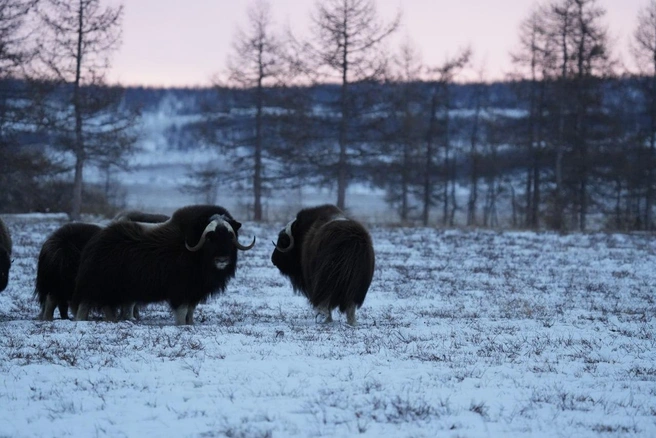 Отличительные особенности овцебыков — густая длиная шерсть и массивные рога | Источник: Елена Андросик