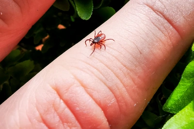 Красноярский охотовед дал правила защиты от клещей