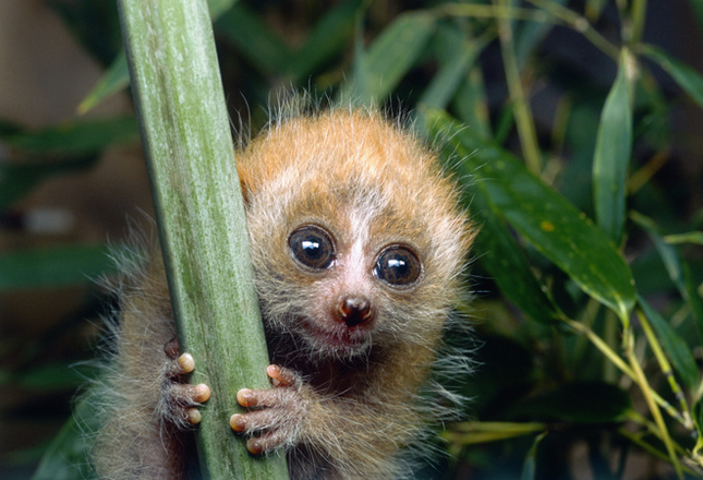 Самые милые животные фото