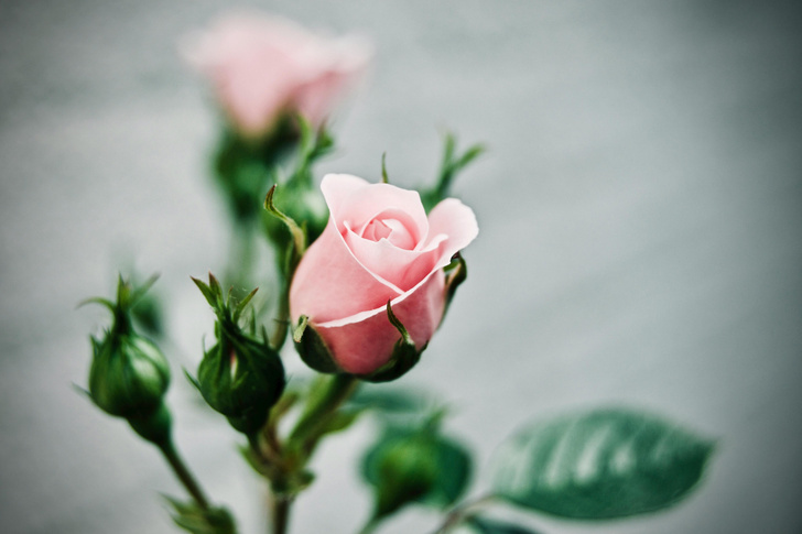 Уход за розами весной: 8 простых шагов