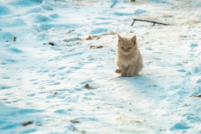 Rostov Region warned of -26°C frost and blizzard
