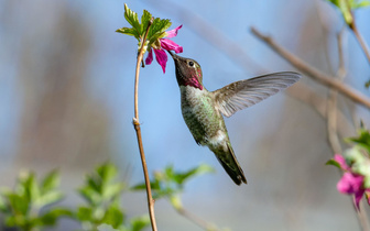 Маленькая, но горная птичка: зачем ученые переселили колибри и что из этого вышло