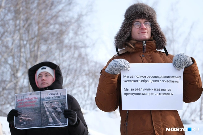 По словам активистов, в Томске было зафиксировано уже 10 случаев отравления бездомных и домашних собак. | Источник: Василиса Орлова / NGS70.RU