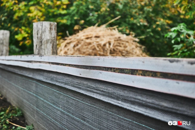 Поле у фермеров огорожено невысоким забором, по верху протянут электропастух: линия слабого-слабого тока — он отгоняет улиток, желающих сбежать, от края | Источник: Роман Данилкин / 63.RU