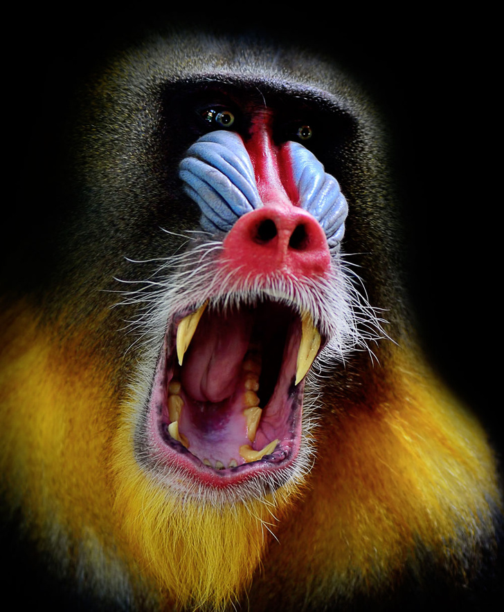 iStock