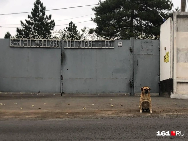 Валентина Кузнецова скончалась в начале 2025 года — после 11 месяцев в специнтернате | Источник: 161.RU