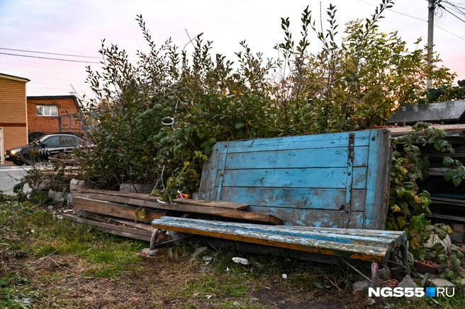Лавочка под вишней, которую собирает неизвестная дама | Источник: Артемий Скиба / NGS55.RU
