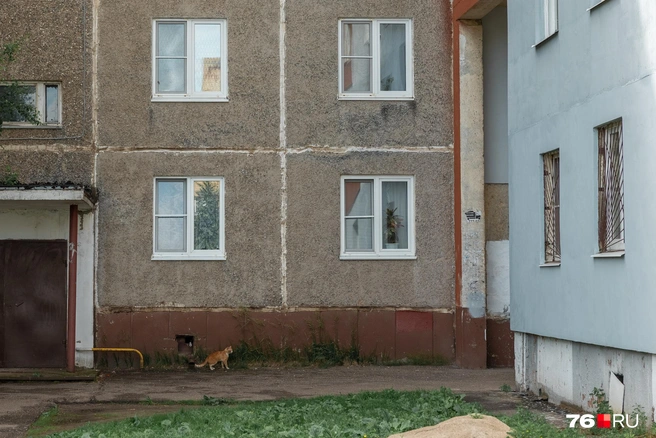 Во дворах неспешно гуляют коты, давно ставшие частью местного пейзажа | Источник: Александр Куренной / 76.RU