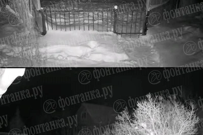 Волки нападают на собак в садоводствах Ленобласти