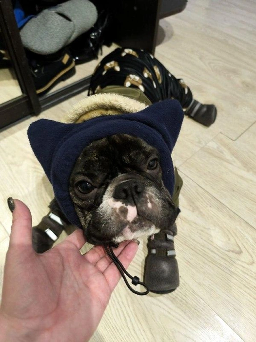 Хозяйка этого песика призналась, что на одевание питомца ушло больше времени, чем на саму прогулку. К тому же любимца пришлось выносить из дома на руках  | Источник: читательница НГС Светлана