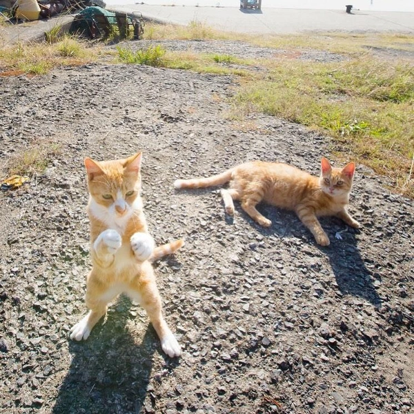 «Идеальная стойка» | Источник: Kenichi Morinaga / Comedy Pet Photography Awards